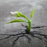 Little flower sprout grows through urban asphalt ground. Hope in Pain.