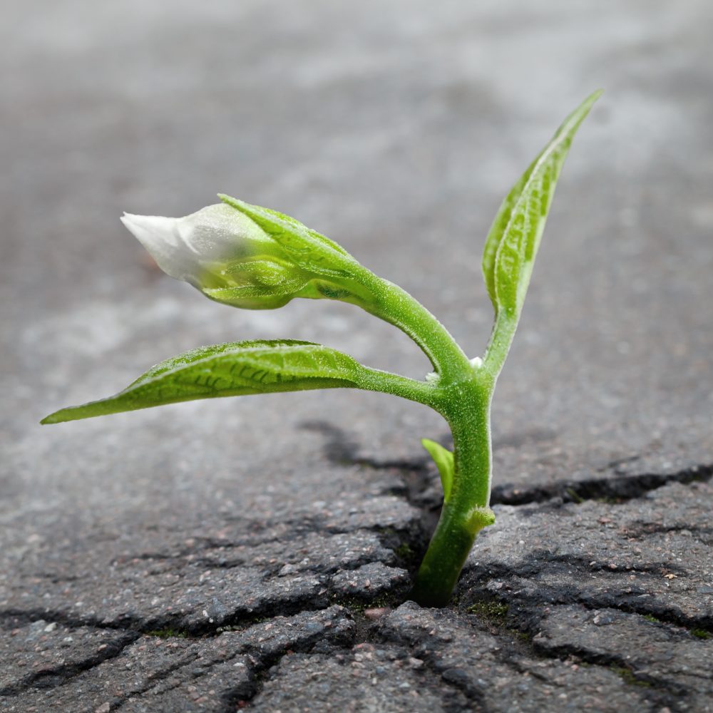 Little flower sprout grows through urban asphalt ground. Hope in Pain.