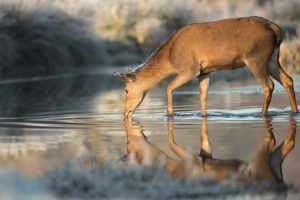 Thirsty Deer Drinking Water