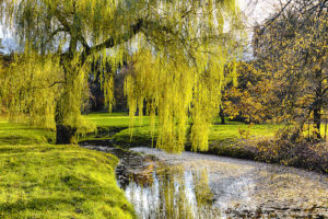 Peaceful Stream through Green Meadow