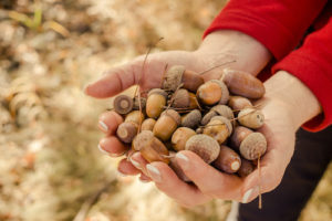 Handful of acorns reminding of God's abundant love